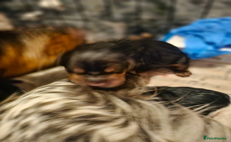 Cocker Spaniel dogs - Advert 3