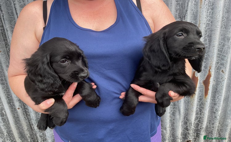 Cocker Spaniel dogs - Advert 15