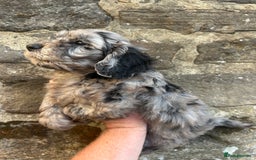 Cockapoo dogs for sale: BEAUTIFULL F1 COCKAPOOS - Image 7