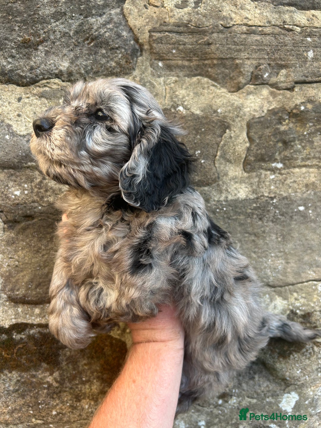 Cockapoo dogs for sale: BEAUTIFULL F1 COCKAPOOS - Image 7