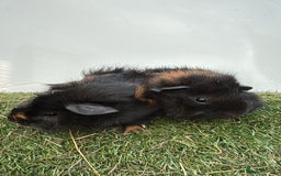Guinea Pig rodents for sale: 6 week old very friendly male Guinea pigs  - Image 1