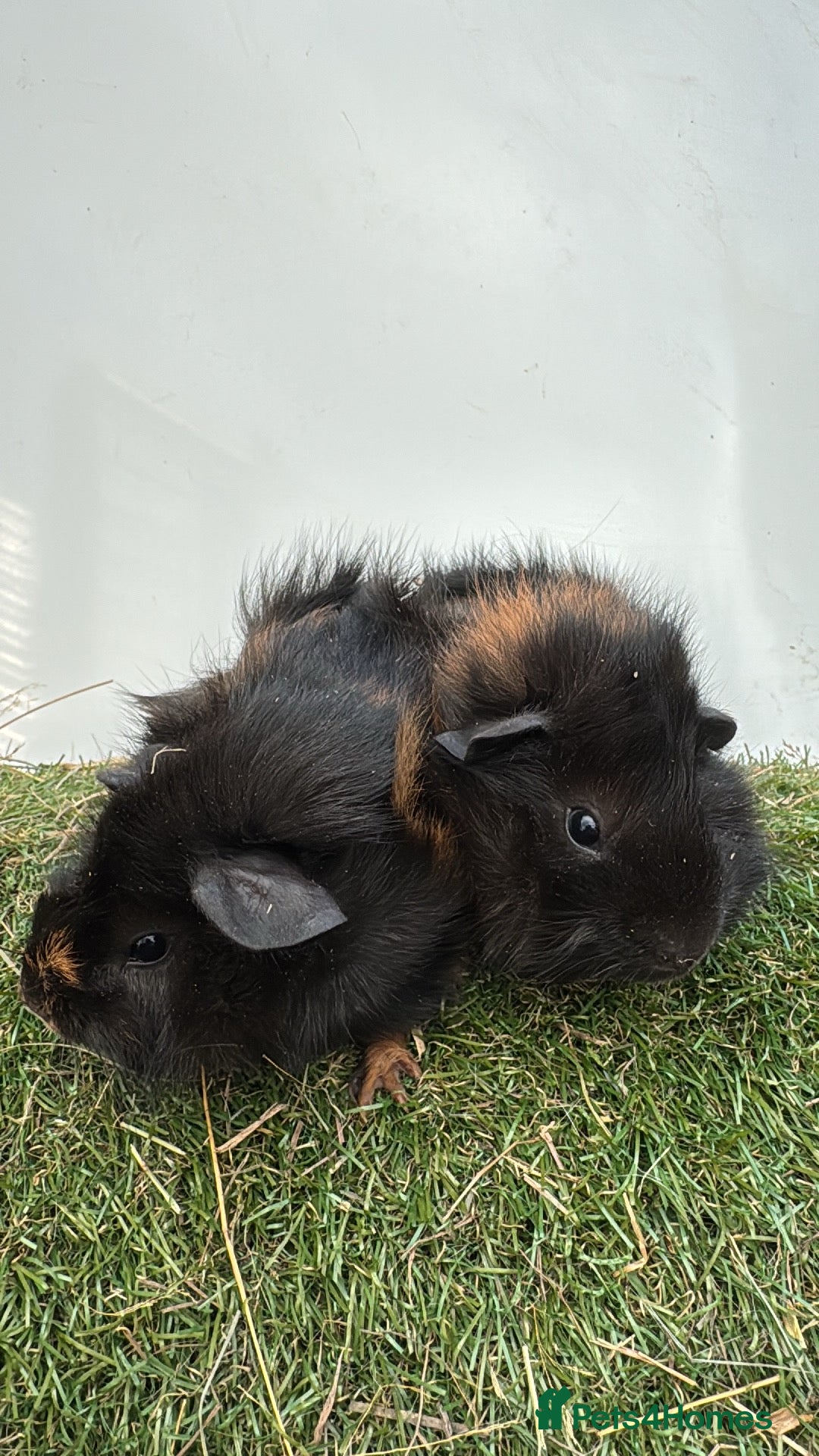 Guinea Pig rodents for sale: 6 week old very friendly male Guinea pigs  - Image 1