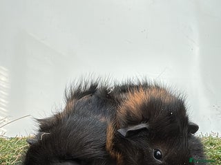 Guinea Pig rodents - Advert 18