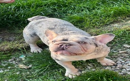 French Bulldog dogs for sale: Dolly is looking for a new home 🩷 - Image 3