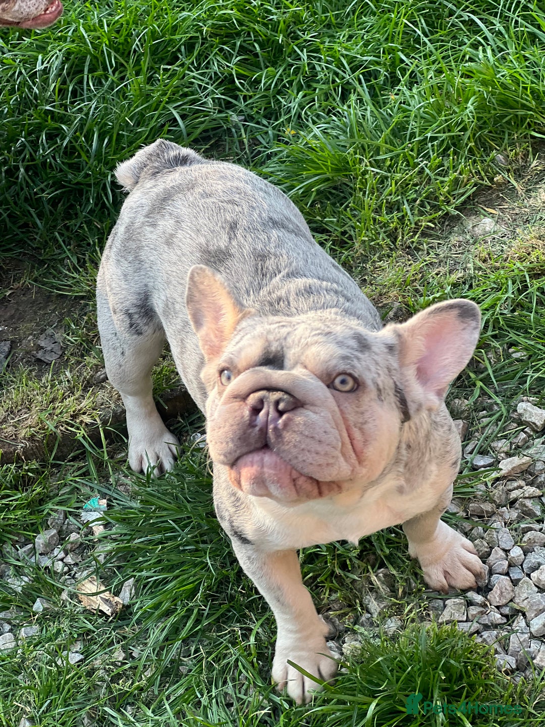 French Bulldog dogs for sale: Dolly is looking for a new home 🩷 - Image 3