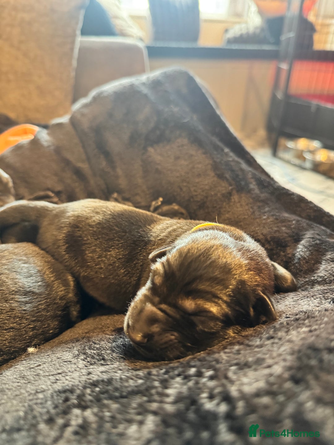 German Shepherd dogs for sale: 🧬Working Line German Shepherds, Full HealthTested - Advert 31