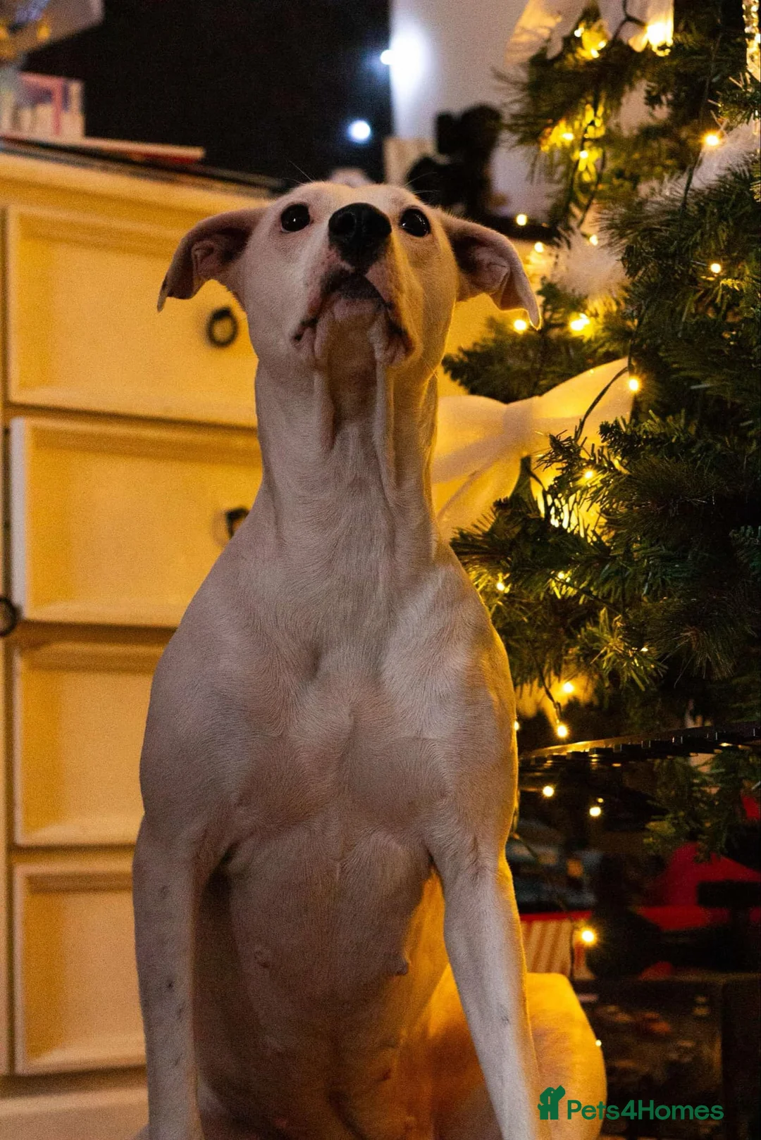 Mixed Breed dogs for sale: Beautiful pup  - Advert 2