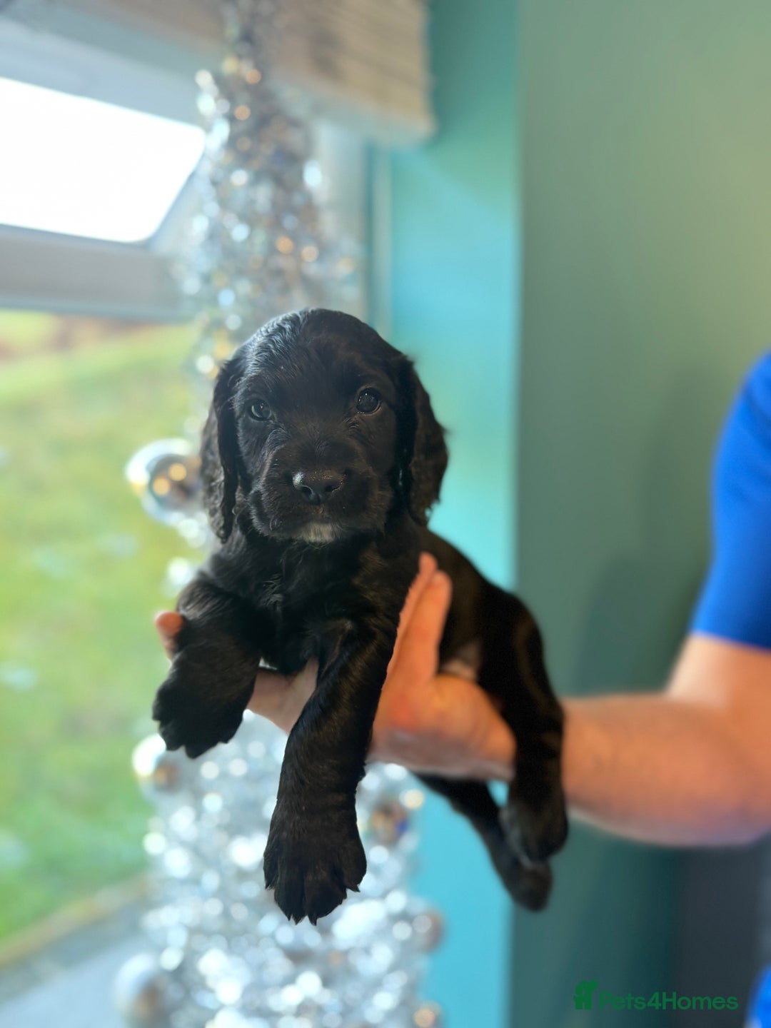 Cocker Spaniel dogs for sale: Gorgeous kc working cocker spaniel puppy - Advert 1