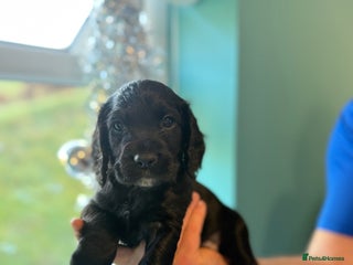 Cocker Spaniel dogs Gorgeous kc working cocker spaniel puppy - Advert 1