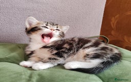 Mixed Breed cats for sale: Marble Bengal cross  - Image 7