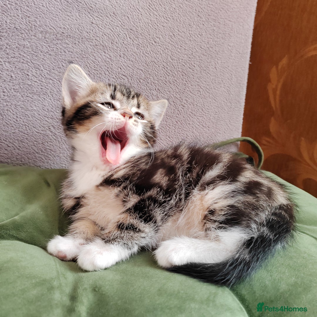Mixed Breed cats for sale: Marble Bengal cross  - Image 7