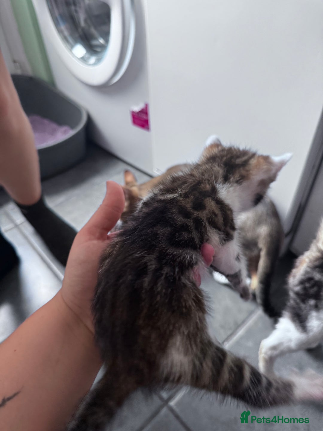 Bengal cats for sale: Bengal Kittens ready to be reserved  - Image 19