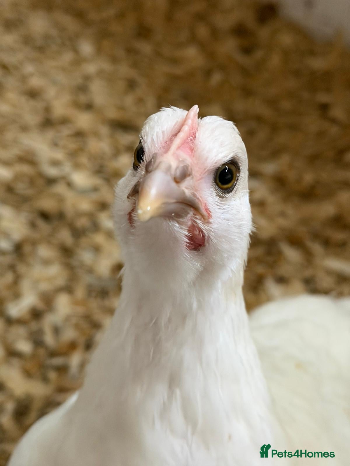 Chickens poultry Young chickens available  - Advert 1