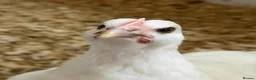 Chickens poultry for sale: Young chickens available  - Advert 5
