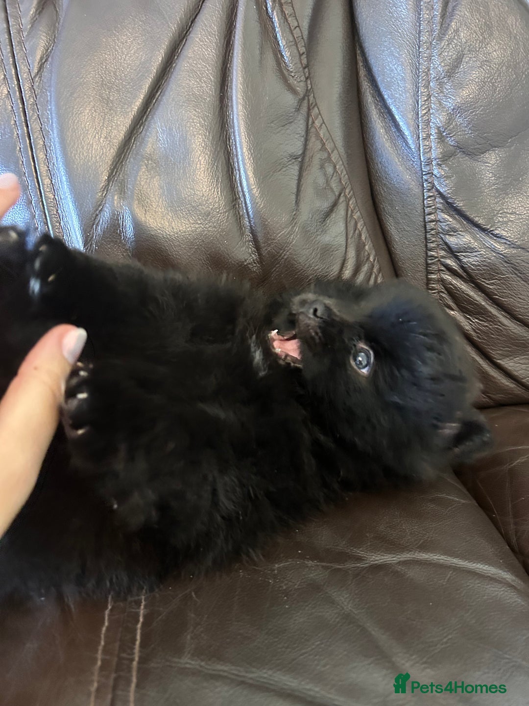 Pomeranian dogs for sale: Pomeranians - ONLY BLACK BOY LEFT - Advert 19