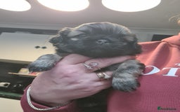 Shih Tzu dogs for sale: Shih tzu puppies - Image 3