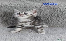 British Shorthair cats for sale: Silver Tabby kittens  in Rochester - Image 7