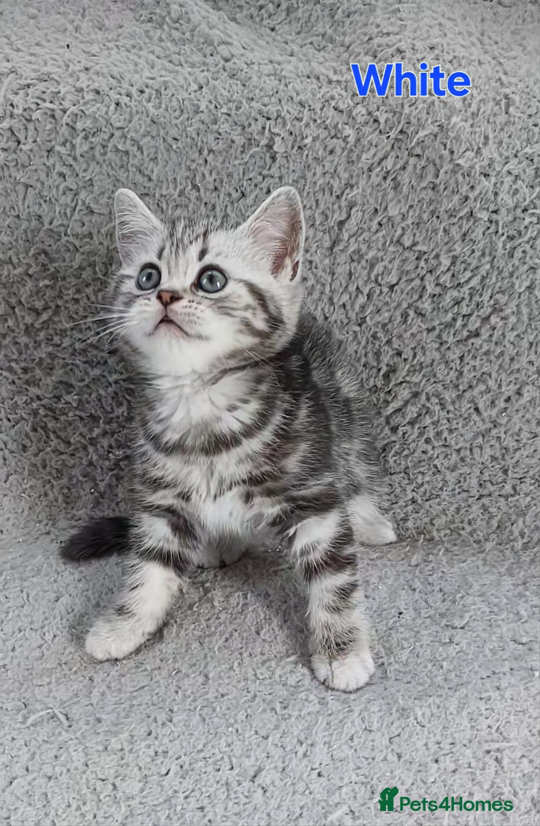 British Shorthair cats for sale: Silver Tabby kittens  in Rochester - Image 7