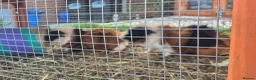 Guinea Pig rodents for sale: Tom and Jerry are bonded brothers in Market Drayton - Advert 7