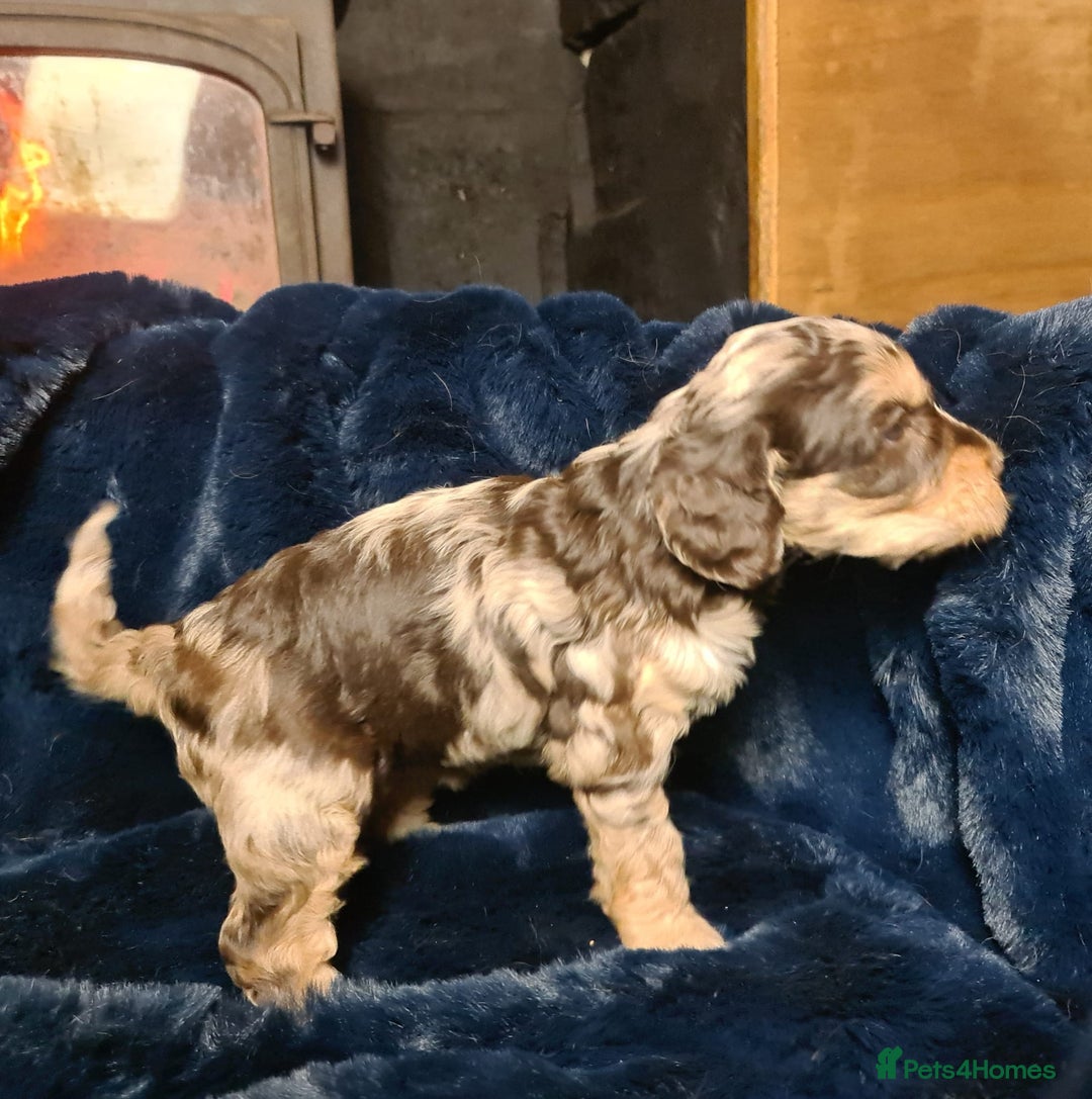 Cockapoo dogs for sale: Exceptional Cockapoo Puppies for Sale - Advert 9