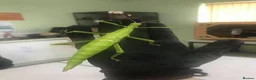Stick Insects invertebrates for sale: Giant Hooded katydid, Jungles nymphs + stick insec in Torquay - Advert 2
