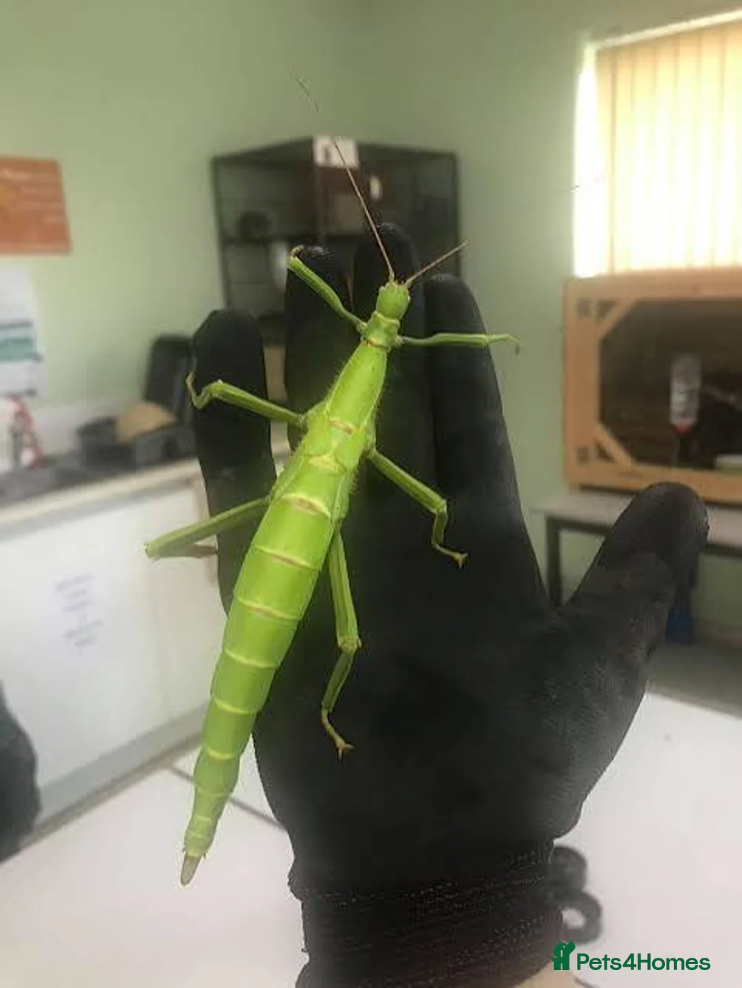 Stick Insects invertebrates for sale: Giant Hooded katydid, Jungles nymphs + stick insec in Torquay - Advert 2