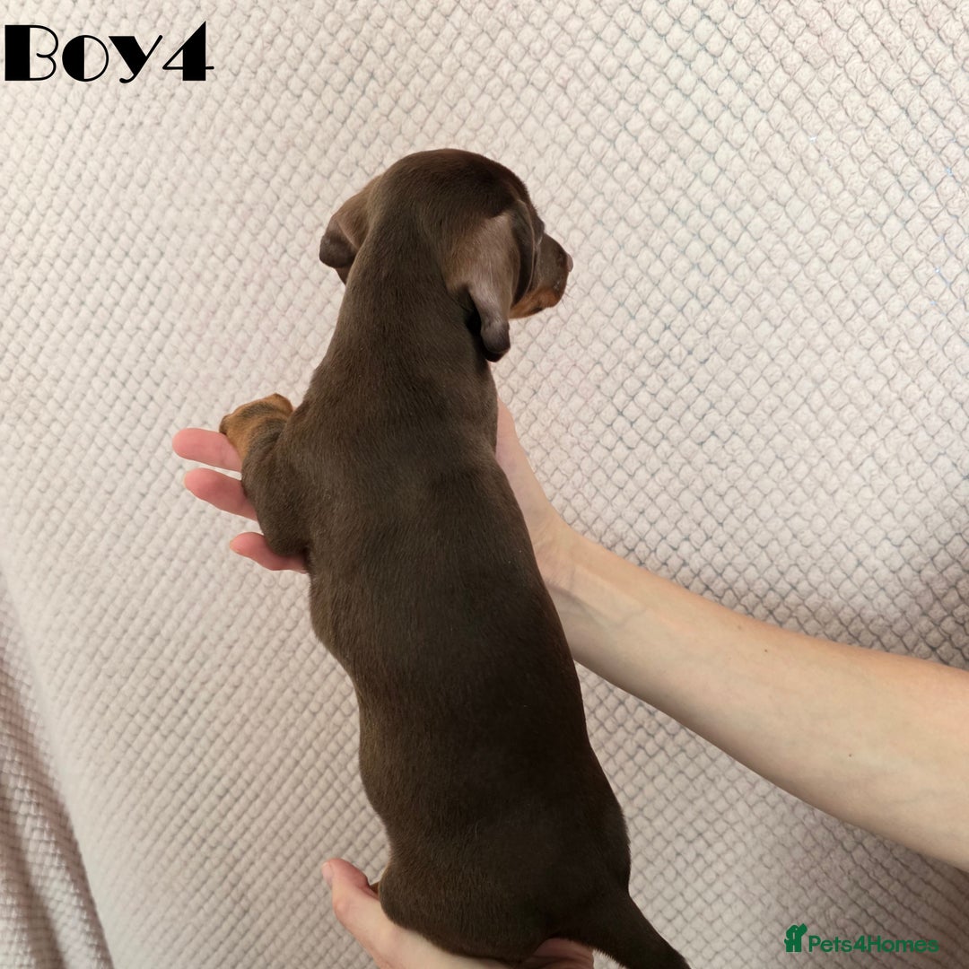 Miniature Dachshund dogs for sale: Dachshund pups - Advert 11