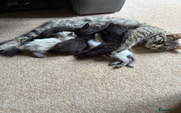 Domestic Shorthair cats for sale: 3 kittens for sale - ready to go! - Image 6