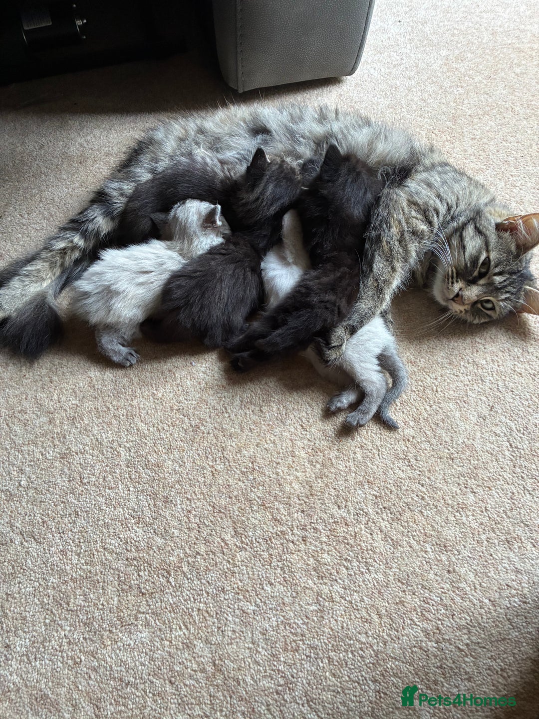 Domestic Shorthair cats for sale: 3 kittens for sale - ready to go! - Image 6