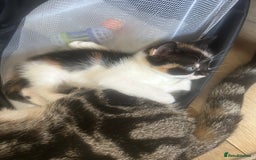 Savannah cats for sale: 4 kittens  - Image 2