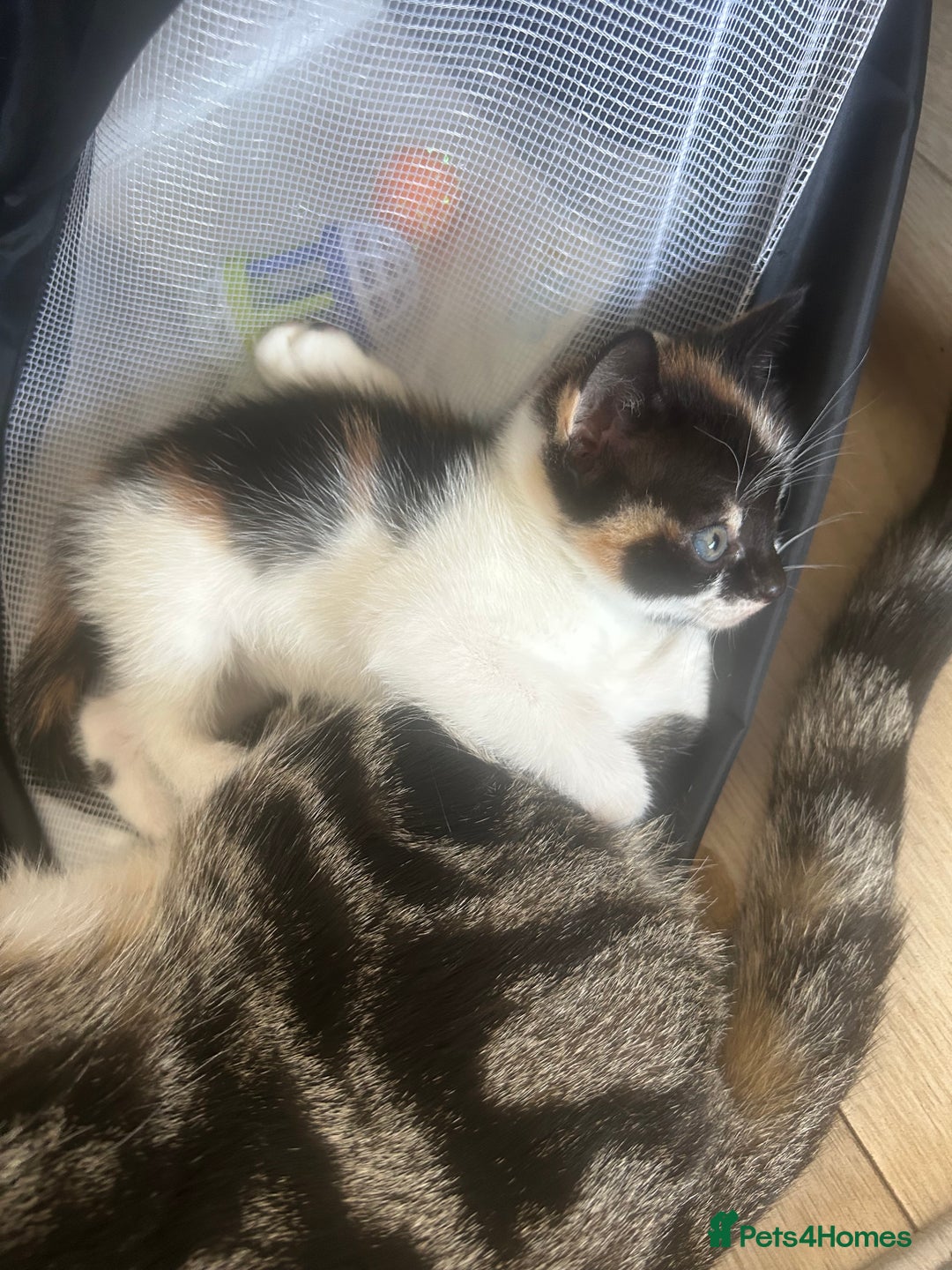 Savannah cats for sale: 4 kittens  - Image 2