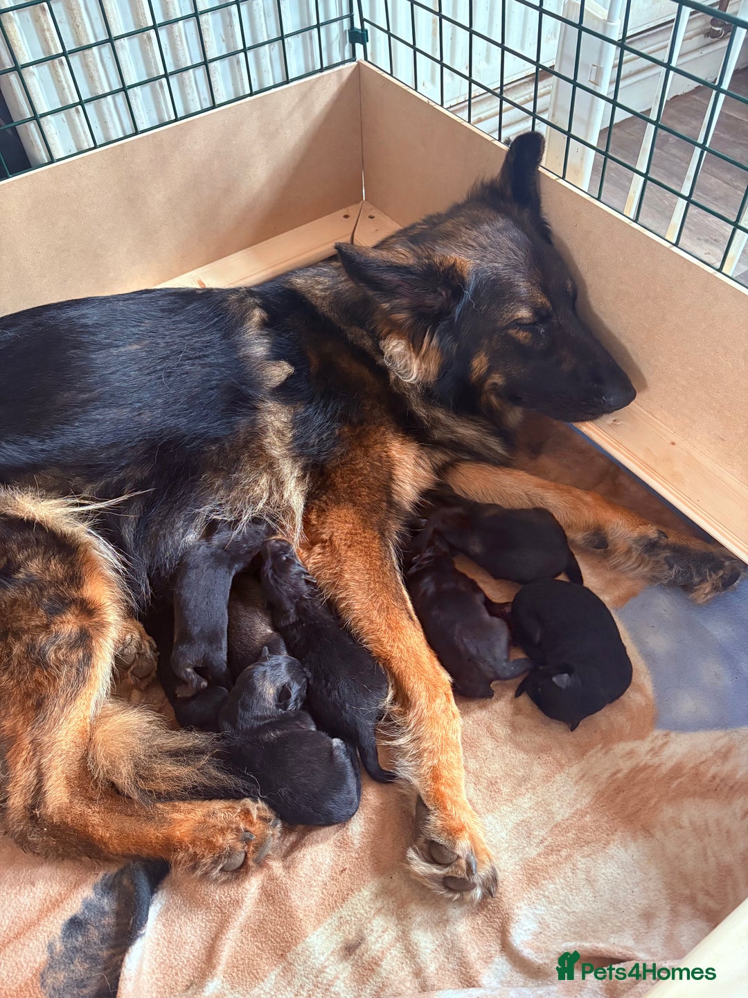 German Shepherd dogs for sale: German Shepherd Puppies - Advert 10