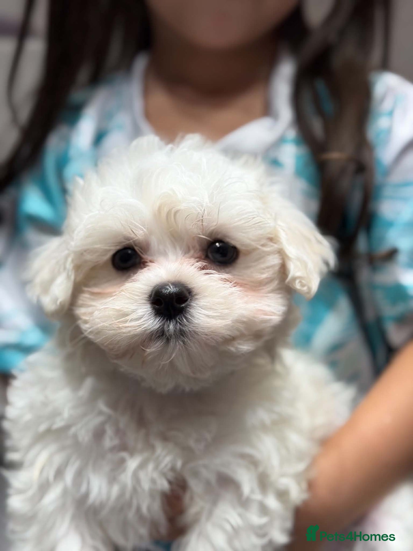 Maltese dogs for sale: 💙🩷 For Sale Beatifull Puppies Maltese💙🩷 - Advert 1