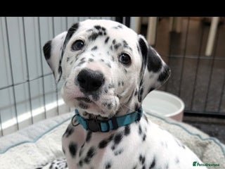 Dalmatian dogs Dalmatian puppies KC registered last 4 remaining - Advert 13