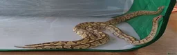 Python Snake reptiles for sale: Beautiful pythons for sale  - Advert 4