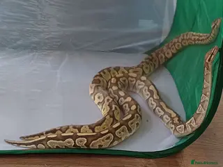 Python Snake reptiles Beautiful python for sale - Advert 6