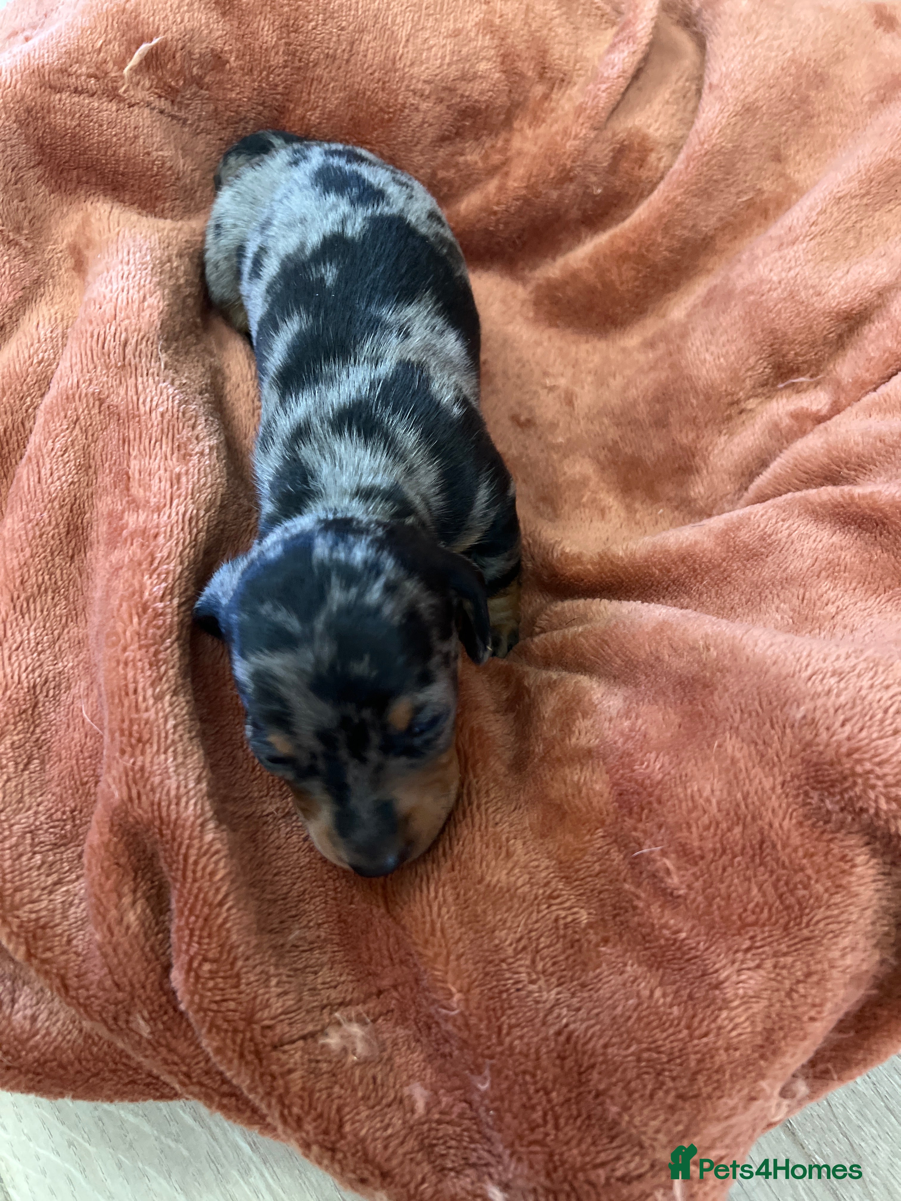Miniature Dachshund dogs Champion line miniature dachshunds KC REG PRACLEAR - Advert 2