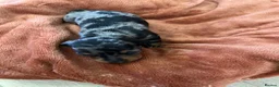 Miniature Dachshund dogs for sale: Champion line miniature dachshunds KC REG PRACLEAR - Advert 20