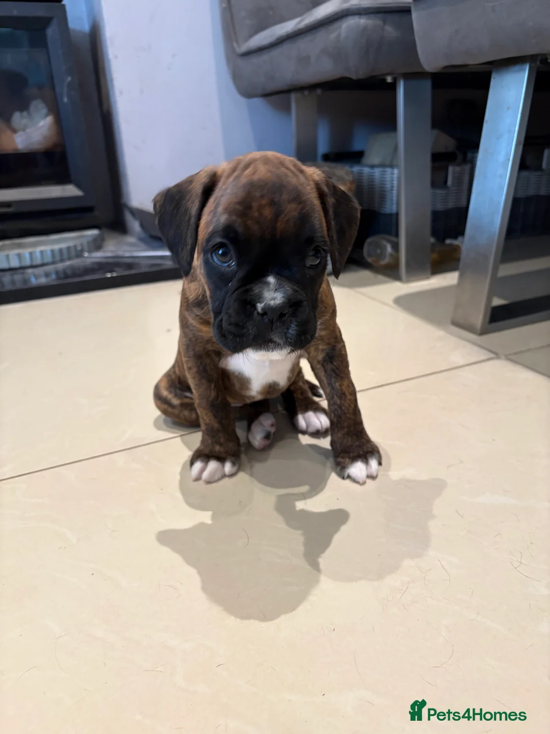 Boxer dogs for sale: READY NOW. LAST GIRL 🐶  - Advert 10