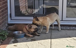 Mixed Breed dogs for sale: *UPDATE* 3x purebred dogs for rehoming - Image 7