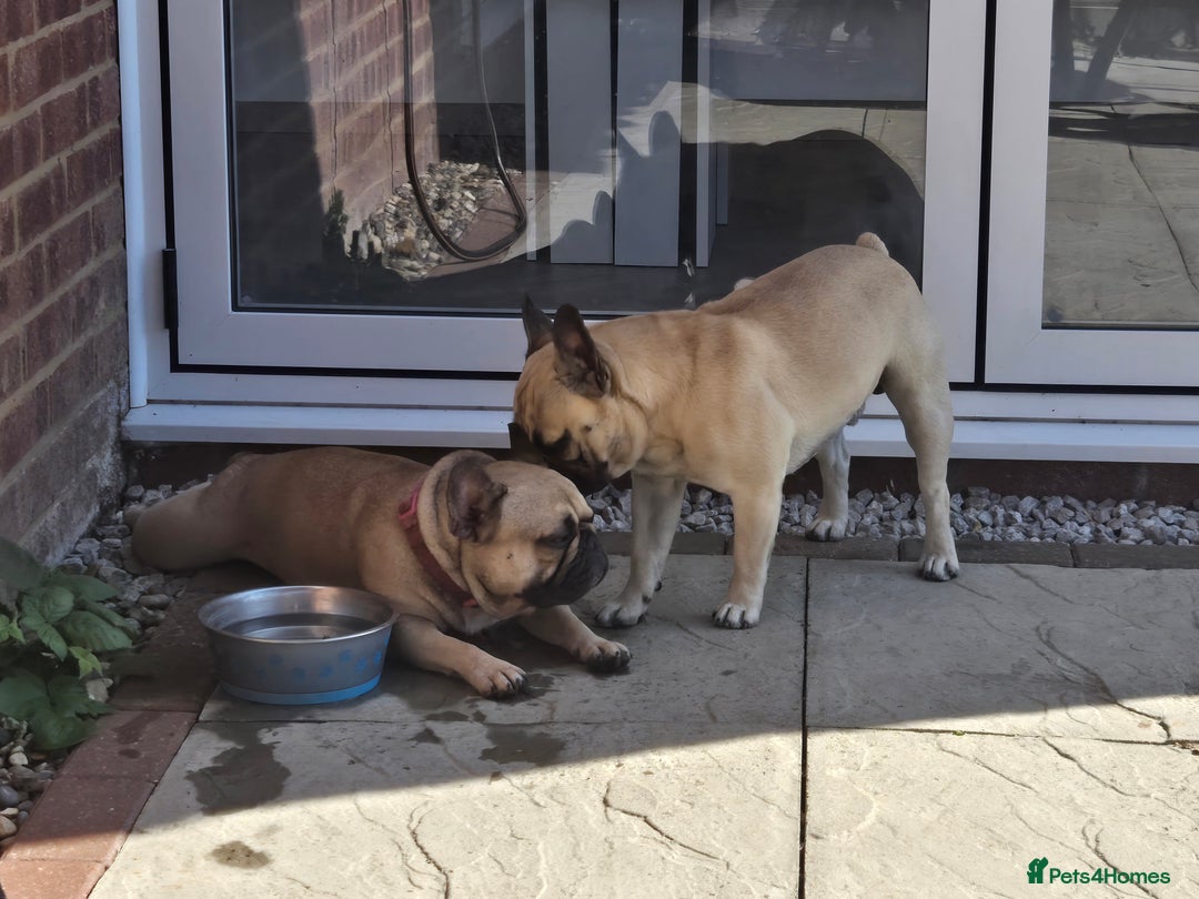 Mixed Breed dogs for sale: *UPDATE* 3x purebred dogs for rehoming - Image 7