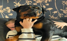Rottweiler dogs for stud: Male for stud - Image 5