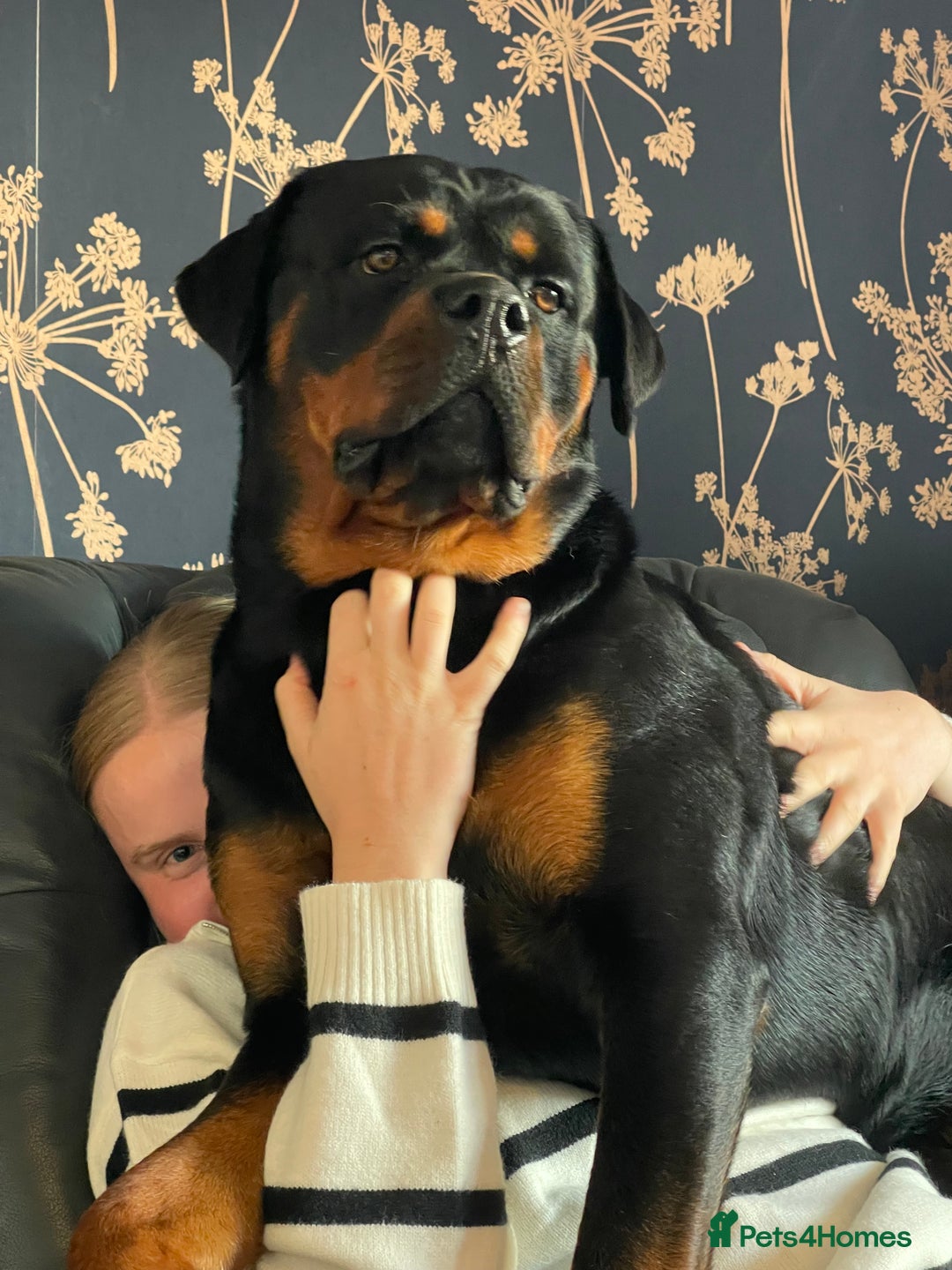 Rottweiler dogs for stud: Male for stud - Image 5