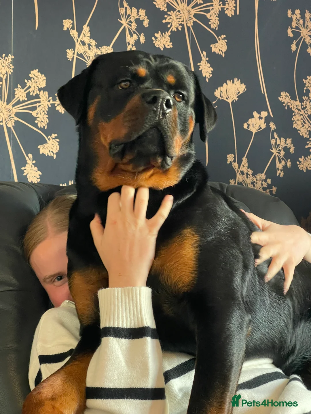 Rottweiler dogs for stud: Health tested KC champion bloodline stud - Advert 5