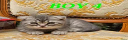 British Shorthair cats for sale:  Blue Snow Leopards looking for forever family in Croydon - Advert 17