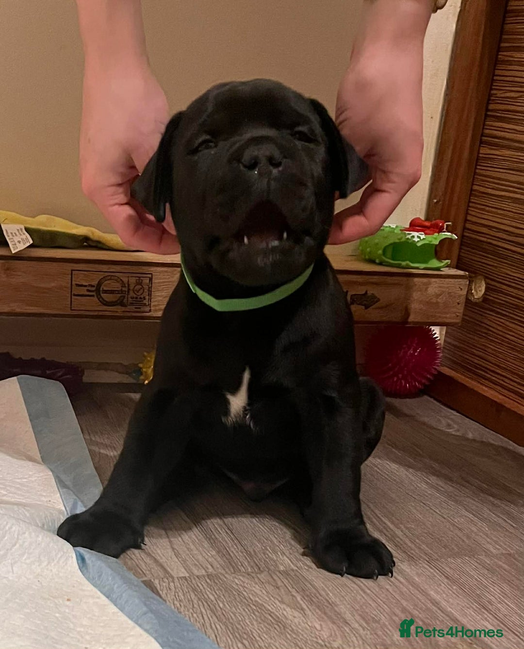 Staffordshire Bull Terrier dogs for sale: Puppies for sale  - Advert 4