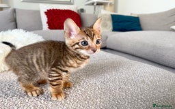 Toyger cats for sale: Full Pedigree Toyger Kittens Last Litter of 2025 - Image 10