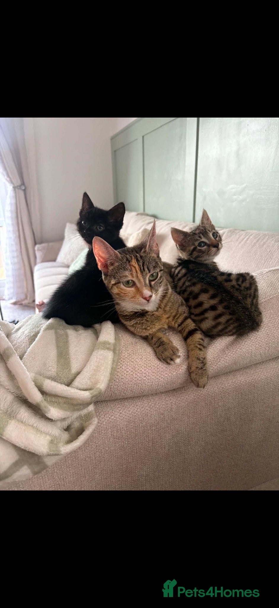 Mixed Breed cats Black female cat - free - Advert 1