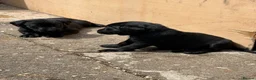 Labrador Retriever dogs for sale: Black Labrador pups boys and girls - Advert 21