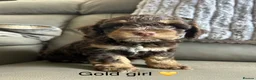 Cockapoo dogs for sale: 4 gorgeous puppies 💙❤️ in Spalding - Advert 2